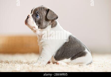 Französischer Bulldog. Welpe sitzt auf einem Teppich. Deutschland Stockfoto