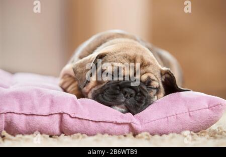 Französischer Bulldog. Welpe schläft auf einem Tierbett. Deutschland Stockfoto
