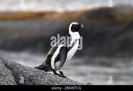 Der Afrikanische Pinguin auf dem Felsbrocken in der Abenddämmerung. Sceintific Name: Spheniscus demersus, auch bekannt als Jackasspinguin und schwarzfußpinguin Stockfoto