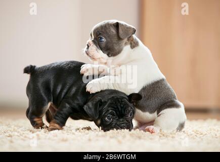 Französischer Bulldog. Zwei Welpen, die auf einem Teppich spielen. Deutschland Stockfoto