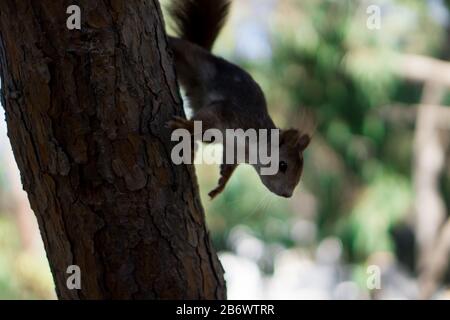 Red Squirrel Running Down Tree Stockfoto