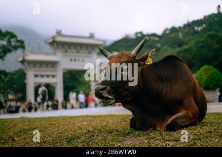 Schöne braune Kuh steht vor dem alten Tempel in Hongkong Stockfoto
