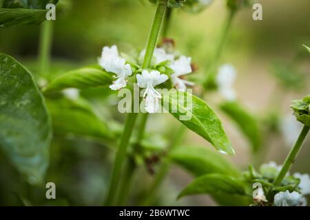 Basilikum (Ocimum basilicum). Blühender Stängel. Deutschland Stockfoto