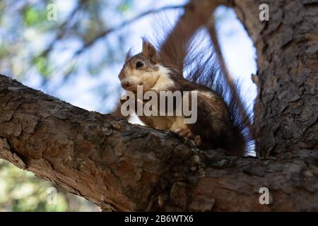 Red Squirrel Running Down Tree Stockfoto