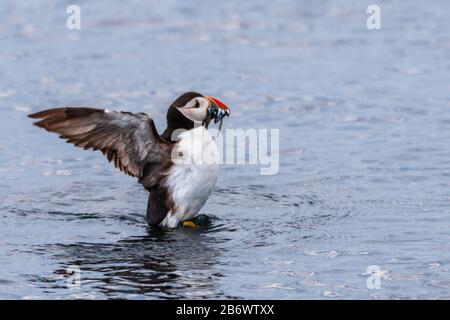 Atlantischer Puffin (Fratercula arctica) auf Wasser mit Schnabel voller Sandeel Stockfoto
