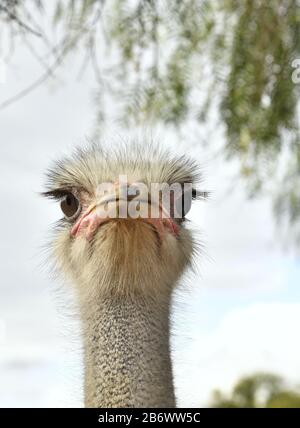 Allgemeiner Straußenvogelkopf, Draufsicht, mit hellem Hintergrund. Wissenschaftlicher Name: Struthio Camelus, Südafrika Stockfoto