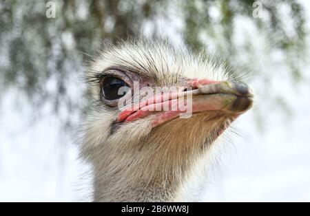 Allgemeiner Straußenvogelkopf, Draufsicht, mit hellem Hintergrund. Wissenschaftlicher Name: Struthio Camelus, Südafrika Stockfoto