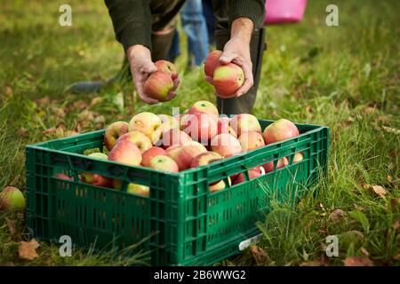 Häuslicher Apfel (Malus domestica). Mann, der reife Äpfel in eine Kiste legt. Deutschland Stockfoto