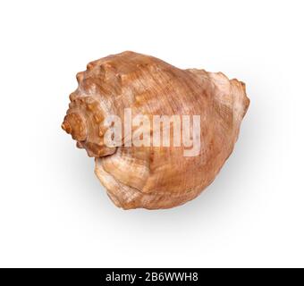 Getrocknete leere Schale aus Meeresgastropod Rapana Venosa isoliert auf hellem Hintergrund Stockfoto