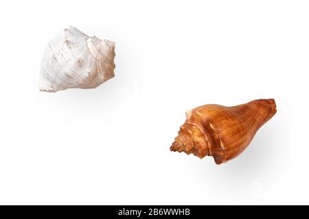 Zwei getrocknete leere Schalen von Meeresgastropod Rapana isoliert auf hellem Hintergrund Stockfoto