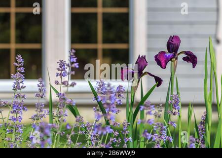 Frühlingsblumen lila sibirische Irisse und Zwinge an einem hellen sonnigen Tag auf dem Hintergrund eines schönen großen Hauses Stockfoto
