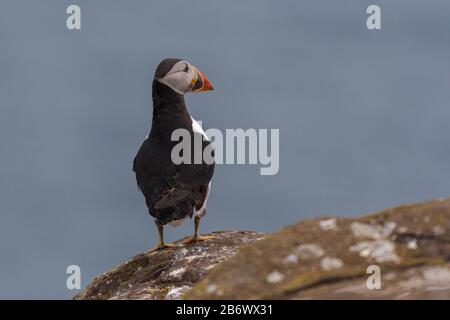 Atlantic Puffin (Fratercula arctica) steht auf der felsigen Farne Island vor Nordostengland Stockfoto