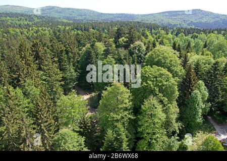 Mischwald im Frühjahr vom Treetop Walk im Nationalpark Bayerischer Wald aus gesehen. Bayern Deutschland Stockfoto