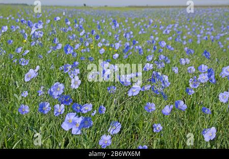 Asiatischer Flachs (Linum austriacum). Dichter blühender Bestand auf einer Wiese im Nationalpark Neusiedler See. Österreich Stockfoto