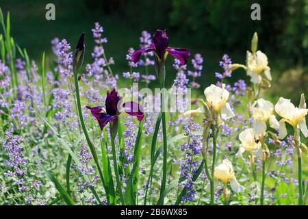Frühlingsblumen lila sibirische Irisse und Zwinge an einem hellen sonnigen Tag auf dem Hintergrund eines schönen großen Hauses Stockfoto