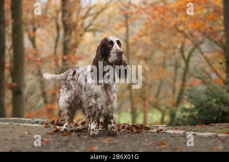 Ein englischer Springer-Spaniel (männlich, 5 Jahre alt), der im Herbst in einem Wald steht. Deutschland Stockfoto