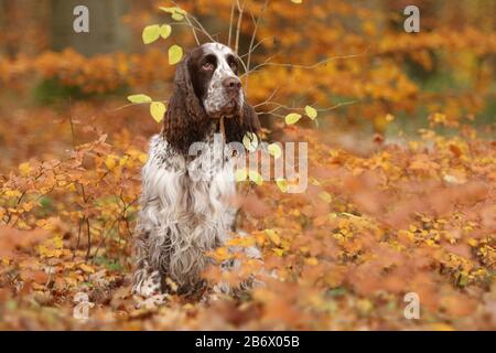 Ein englischer Springer-Spaniel (männlich, 5 Jahre alt), der in Blattwurz sitzt. Deutschland Stockfoto