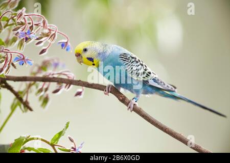 Rainbow Budgerigar, Budgie (Melopsittacus undulatus), der Barnyard Millet (Echinochloa crus-galli) isst. Deutschland Stockfoto