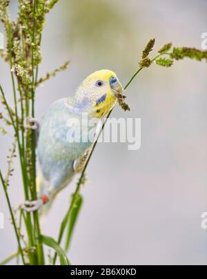 Rainbow Wellensittich, Wellensittich (Melopsittacus undulatus) Nibbeln auf Scheunenhof-hirse (Echinochloa crus-Galli). Deutschland Stockfoto