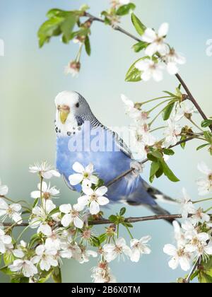 Budgerigar, Budgie (Melopsittacus undulatus). Weibchen gehämmt in blühender Kirsche (Prunus avium) Twig. Deutschland . Stockfoto
