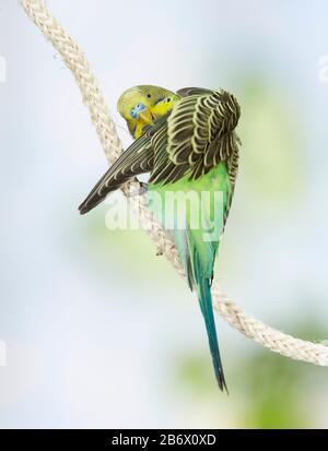 Budgerigar, Budgie (Melopsittacus undulatus). Männer preening, während sie auf einem Seil sitzen. Deutschland Stockfoto