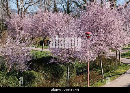 Einfahrt mit Bäumen in voller Blüte, Anfang Frühling Stockfoto
