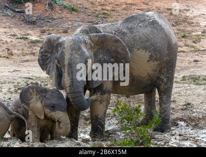 Zwei mit Schlamm bepackte Elefanten am Rande des Wasserlochs im Addo Elephant National Park, Ostkaper, Südafrika Stockfoto