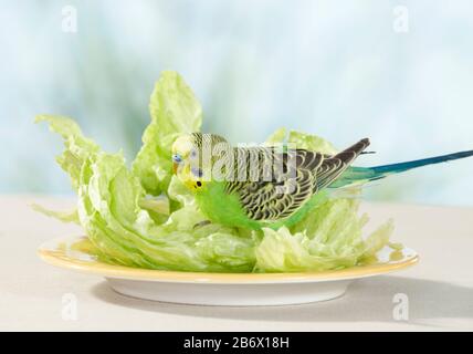 Budgerigar, Budgie (Melopsittacus undulatus). Männlich in Salatblättern mit Butterkopf. Deutschland Stockfoto