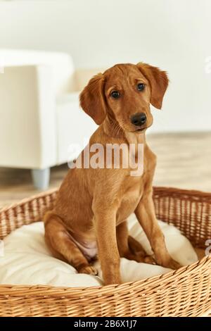 Golden Retriever. Welpe sitzt in einem Korbkorb. Deutschland. Stockfoto