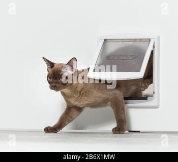 Burma-Katze. Junge Katze, die durch eine Katzenklappe ausläuft. Deutschland . Stockfoto