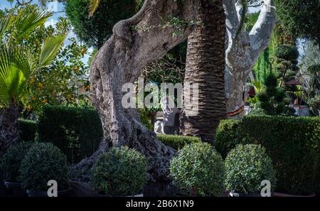 Gestutzte Grünkiste Pflanzen vor altem Olivenbaum, französischer Garten im mediterranen Stil, Frühlingsgärtnerei. Stockfoto