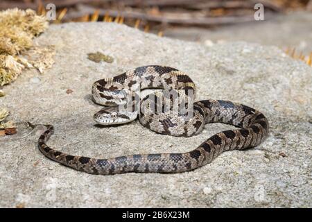 Juvenile östliche Rattenschlange - Pantherophis alleghaniensis Stockfoto