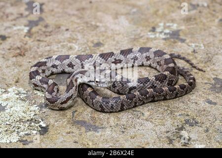 Juvenile östliche Rattenschlange - Pantherophis alleghaniensis Stockfoto