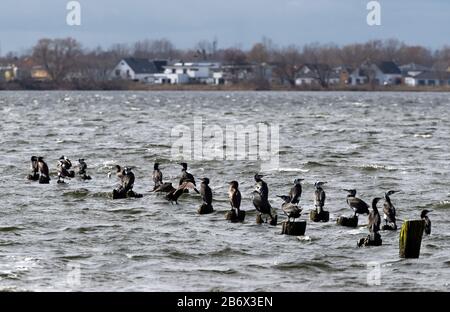 11. März 2020, Brandenburg, Potsdam/Ot Golm: Kormorane sitzen in leichter Schwell auf Holzpfeilern nahe dem Ufer des Zernsee. Foto: Soeren Stache / dpa-Zentralbild / ZB Stockfoto