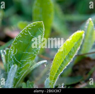 Kleine Tauptropfen haben bedecktes grünes Blattfell. Wassertropfen sind wie Perlen. Stockfoto