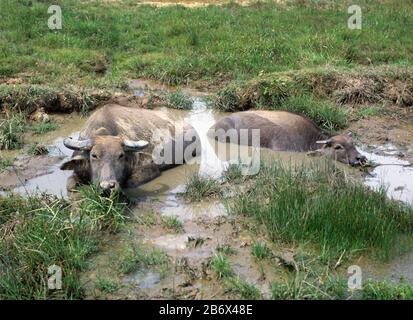 Zwei Wasserbüffelos, die für die Arbeit mit Reis und Zucker verwendet werden, können am Mittag in einem schlammigen Wasserloch Pflanzen, Guimaras, Philippinen, Februar Stockfoto