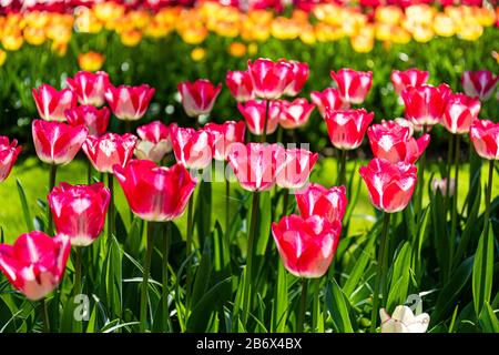 Keukenhof Gärten. Erstaunliche Anzeige der Tulpenblumen. Der schönste Frühlings-Garten der Welt! Stockfoto