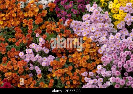 Mehrfarbiger Chrysanthemum-Hintergrund. Stockfoto