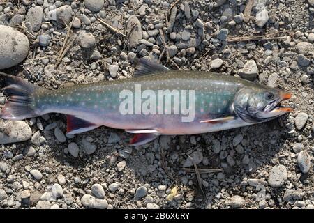 Wilder Salvelinus - Gattung der Salmoniden Fische, die oft als Schar oder Charr mit rosafarbenen Flecken über dunklerem Körper bezeichnet werden. Nahaufnahme von Süßwasserfischen an felsigem Ufer Stockfoto