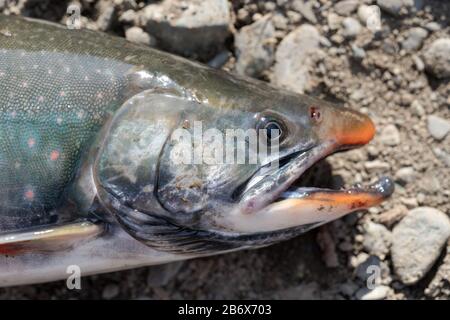 Wilder Salvelinus Salvelinus wird oft Charr oder Schar mit rosafarbenen Flecken über dunklerem Körper genannt. Nahaufnahme von Süßwasserfischen schnauze an felsigem Ufer Stockfoto