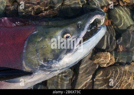 Wilder Rotlachsfisch Sickeye Salmon Oncorhynchus nerka Schwimmen im flachen Wasser im Fluss, atmet stark. Rote Farbe des Pazifischen Lachses beim Laichen Stockfoto