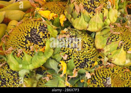 Sonnenblumenkerne zum Verkauf, Bauernmarkt, Budaiya, Königreich Bahrain Stockfoto