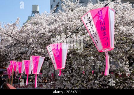 Rosa Laternen zelebrate Kirschblütensaison in Nakameguro, Tokio, Japan Stockfoto