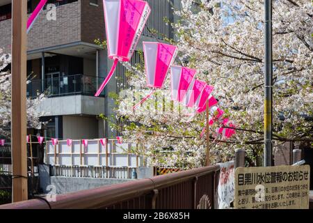 Rosa Laternen zelebrate Kirschblütensaison in Nakameguro, Tokio, Japan Stockfoto