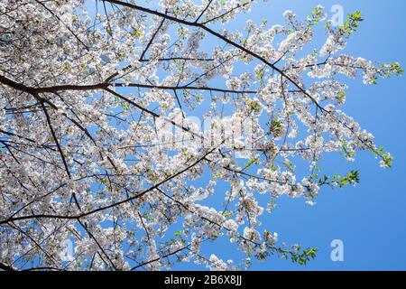 Blick auf die Kirschblüte in Nakameguro, Tokio, Japan, mit blauem Himmel dahinter. Stockfoto