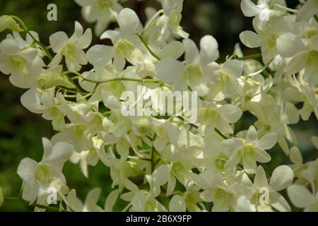 Orchid Dendrobium Shvin White n im Freien im Botanischen Garten von Singapur gesehen. Stockfoto