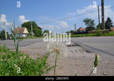 Löwenzahn wächst auf Bürgersteig Stockfoto