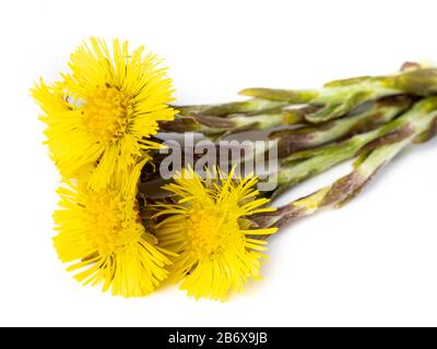 Coltsfoot Blumen isoliert auf weißem Hintergrund Stockfoto