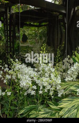 Orchid Dendrobium Shvin White n im Freien im Botanischen Garten von Singapur gesehen. Stockfoto