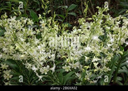 Orchid Dendrobium Shvin White n im Freien im Botanischen Garten von Singapur gesehen. Stockfoto